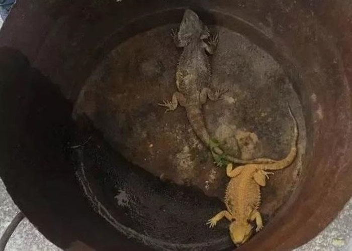 �㽭̨��������ũ���������Լ�����ֻ����β�� ���ԭ����......