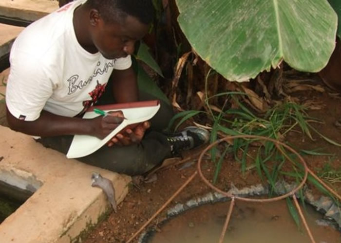 研究人员在当地培殖疟蚊。