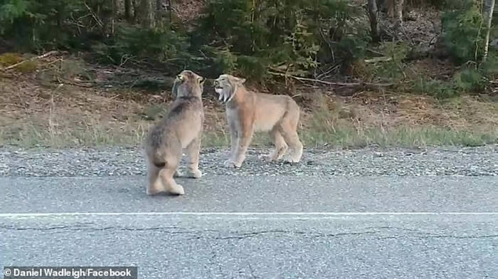 美国缅因州两只猞猁怒视对方 发出酷似人类的尖叫声
