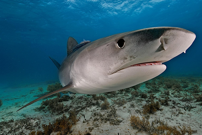 һͷ裨tiger sharkڰ͹⺣Ӿ ʳҲȱʳ߱ѵӾ PHOTOGRAPH BY BRIAN J. S