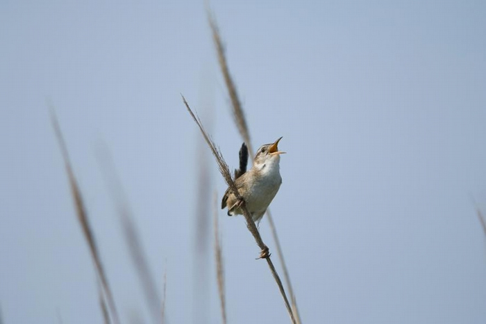 一只长嘴沼泽鹪鹩 (marsh wren)在纽泽西州莫尼岛上的海滨草丛中鸣唱。 PHOTOGRAPH BY JOEL SARTORE, NAT GEO IMAG