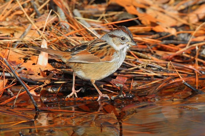 一只沼泽带鹀(swamp sparrow)在马里兰州黑水国家野生动物保护区觅食。 PHOTOGRAPH BY GEORGE GRALL, NAT GEO IMA