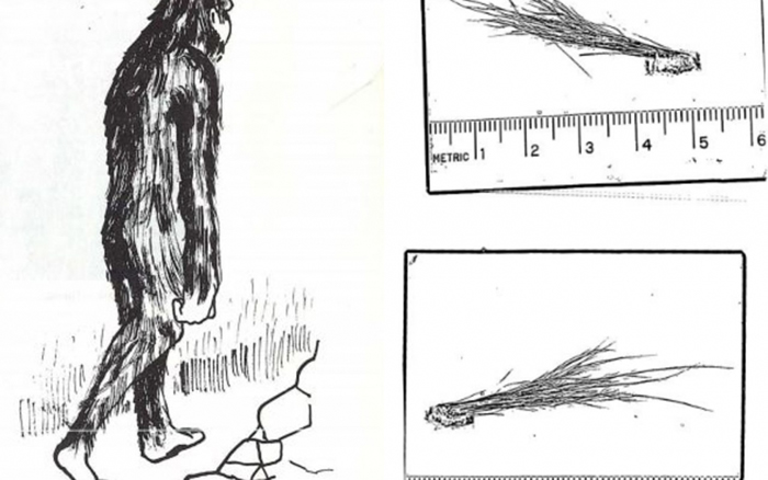 美国联邦调查局（FBI）公布研究1976年雪人样本相关文件：毛发属于鹿科动物
