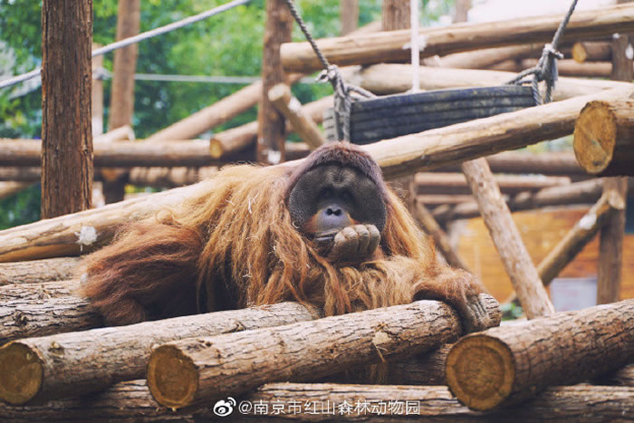 南京红山动物园红毛猩猩“乐申”高智商逃跑 连中2针麻醉引发肺水肿丧命