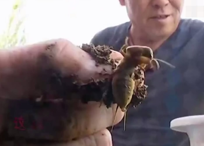 内蒙古包头市“月橘”盆栽每晚发吱吱怪声 挖开后“异形怪虫”蝼蛄窜出