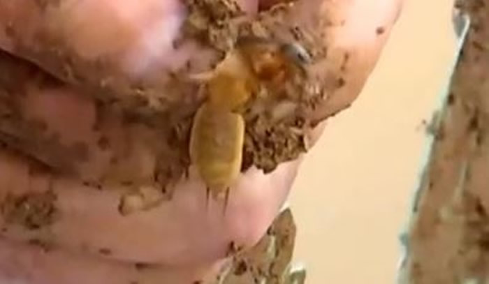 内蒙古包头市“月橘”盆栽每晚发吱吱怪声 挖开后“异形怪虫”蝼蛄窜出