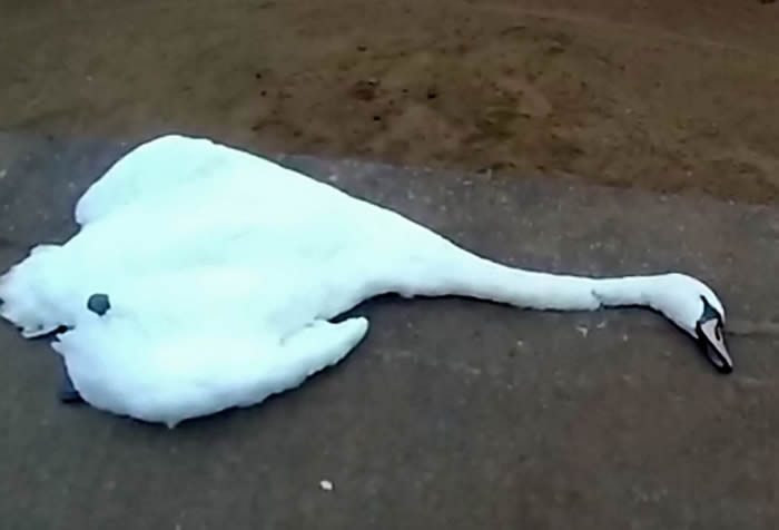 英国达拉谟郡湖畔公园大妈看白天鹅不爽 冲上前一把抓住长脖子当场掐死