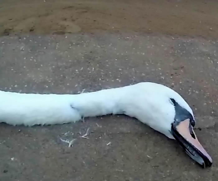 英国达拉谟郡湖畔公园大妈看白天鹅不爽 冲上前一把抓住长脖子当场掐死