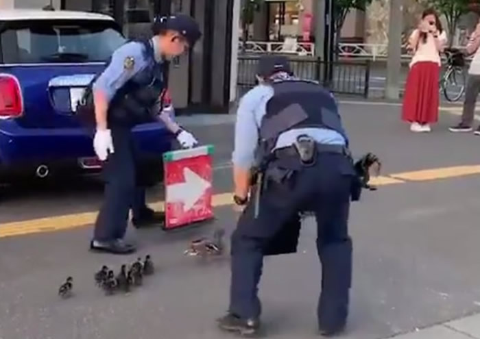 �ձ���������������ָʾ��Ϊһ�ӡ�СѼ�š���������