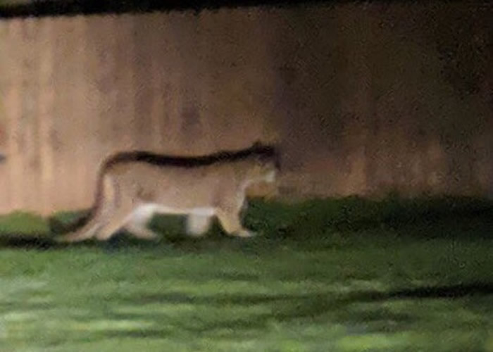 �о���������������ʨ��Ӱ��