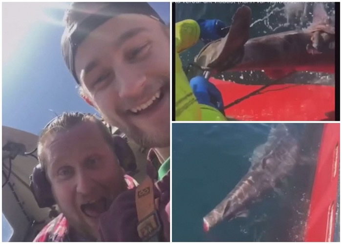 冰岛两名无良渔夫残虐鲨鱼 活割尾鳍后丢落海任漂浮