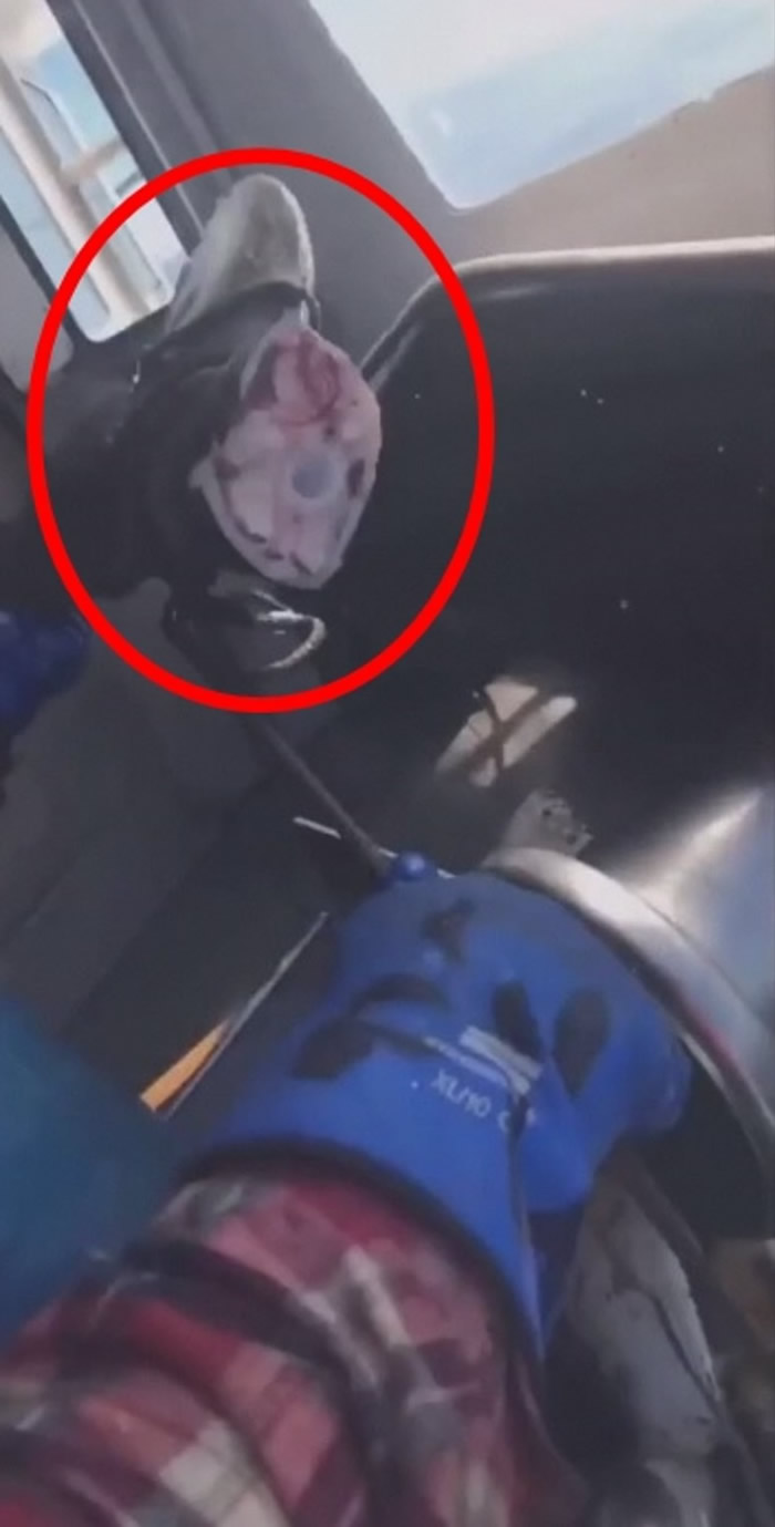 冰岛两名无良渔夫残虐鲨鱼 活割尾鳍后丢落海任漂浮