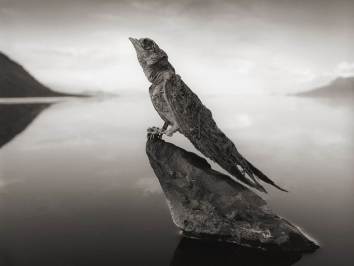 坦桑尼亚火红“纳特龙湖”(Lake Natron)绝美却致命 生物一碰湖水会变干尸