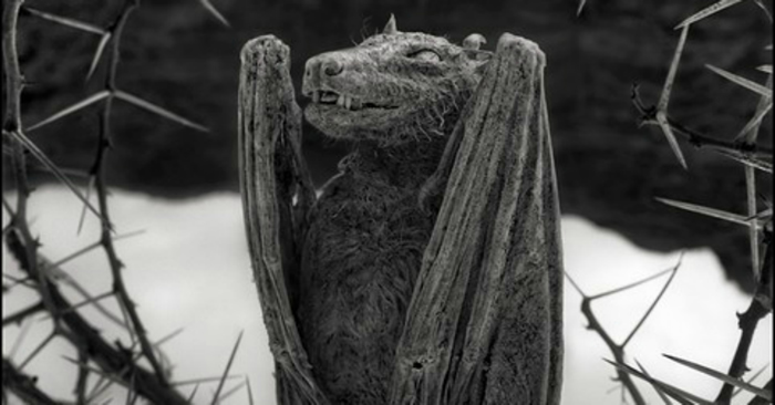 坦桑尼亚火红“纳特龙湖”(Lake Natron)绝美却致命 生物一碰湖水会变干尸