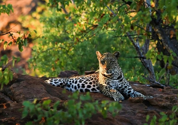 南非克鲁格国家公园野豹闯入电子围栏员工住宿区域 杀死2岁幼童