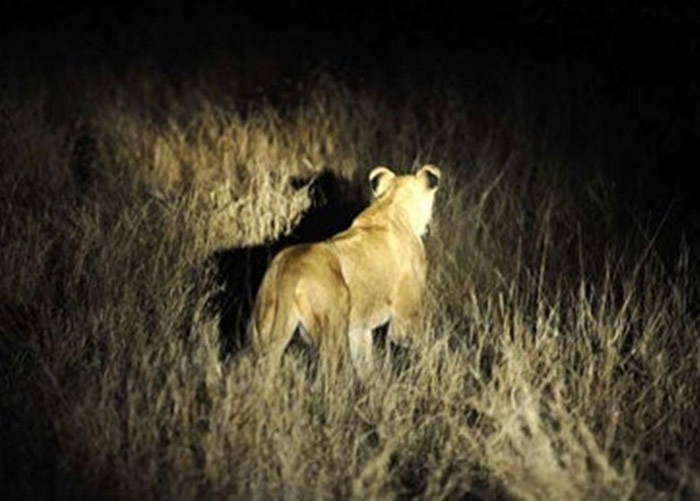 南非政府:最少14只狮子逃离克鲁格国家公园 呼吁民众留神