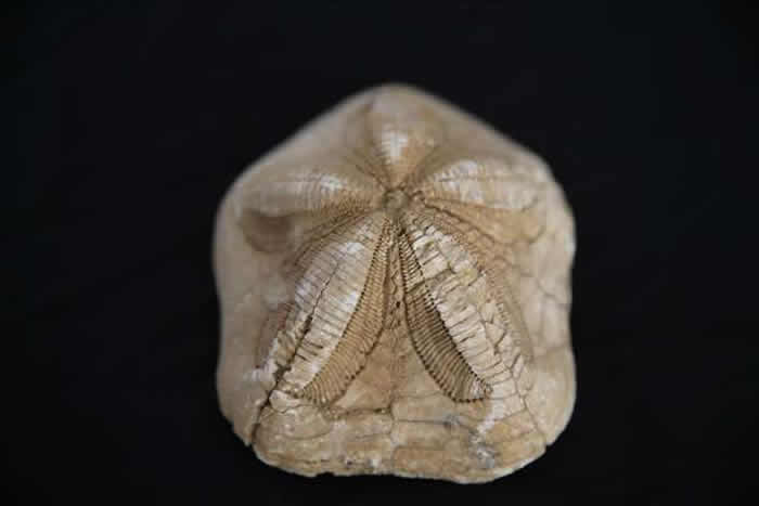 ѧʦ20ռǧ黯ʯ ұɲ