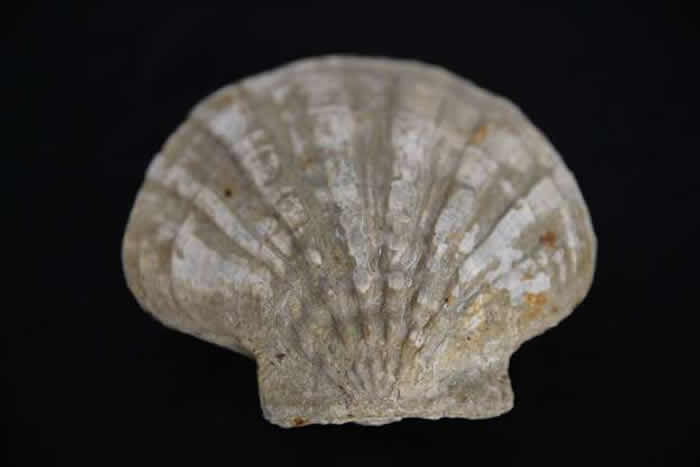 ѧʦ20ռǧ黯ʯ ұɲ