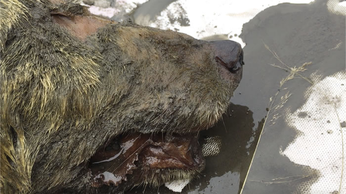 来自地狱的猎犬!西伯利亚的永久冻土层挖出4万年前巨型狼头