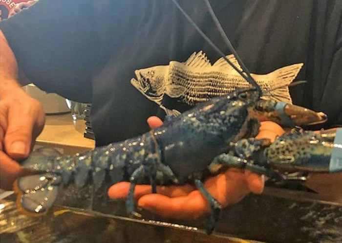 美国麻萨诸塞州伊斯坦海鲜餐厅老板向水族馆捐出罕有蓝色龙虾 盼孕育海洋生物学家