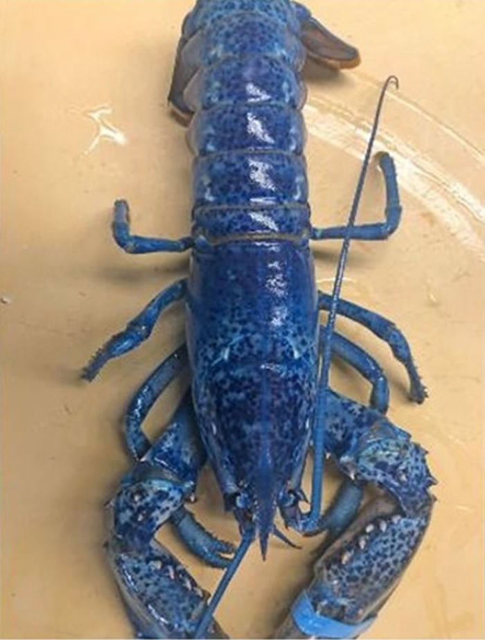 美国麻萨诸塞州伊斯坦海鲜餐厅老板向水族馆捐出罕有蓝色龙虾 盼孕育海洋生物学家