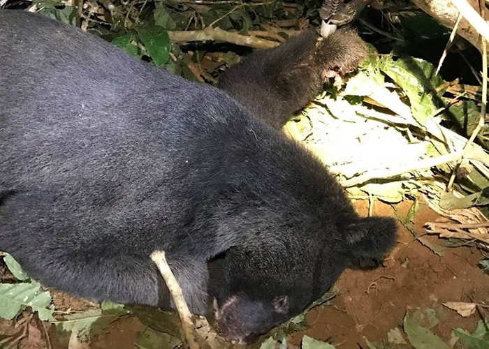 台湾黑熊误中捕兽陷阱“山猪吊索” 惨遭断掌伤口长蛆