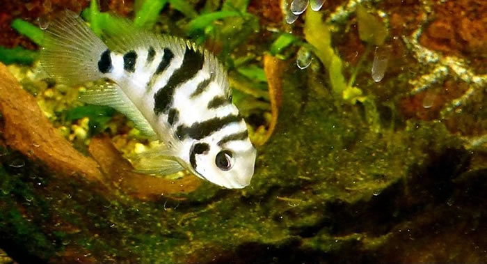 对“橘斑娇丽鱼”的研究发现:鱼类与伴侣分开后会变得更加悲观