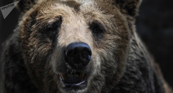 ��Ƶ��ʾһͷ�ܴӳ��������һֻ��ѻ