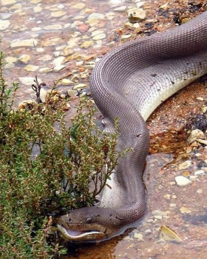 澳洲昆士兰橄榄蟒吞食淡水鳄