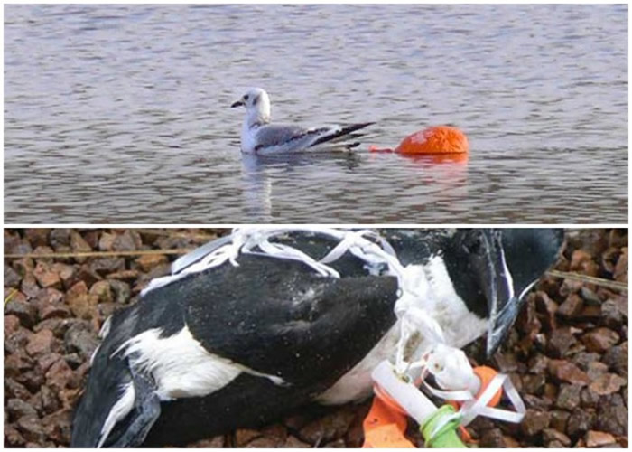 不少海鸟因遭气球缠身,痛苦死去。