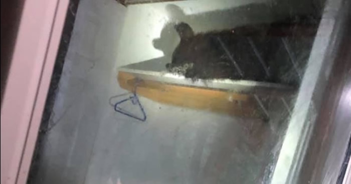 美国蒙大拿州米苏拉郡民众报警称有贼 警察到场后发现竟是只大黑熊