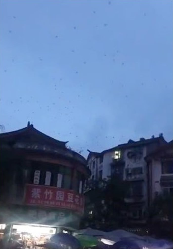 四川省宜宾市再发生地震 燕子成群飞舞惹网民忧虑