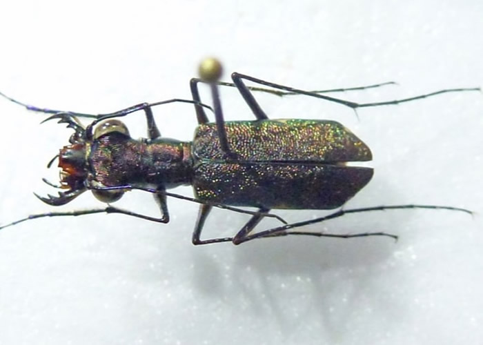 探险家在雨林发现只在尼加拉瓜出现的虎甲虫。