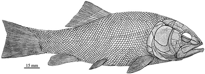 新修订的罗平强壮鱼复原图(徐光辉 供图)