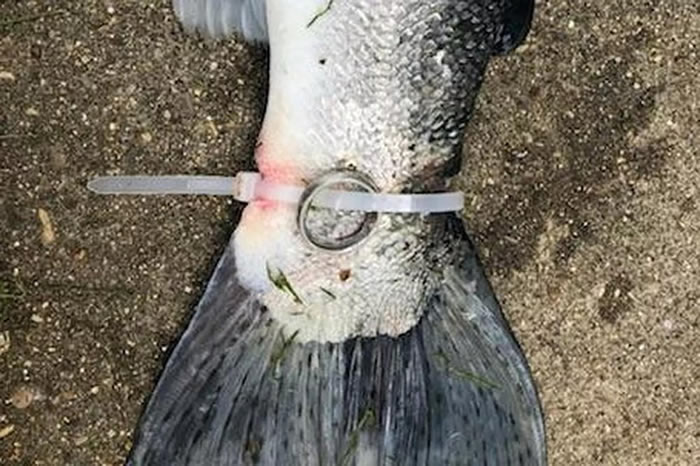 ������Ъ���������������һ��β���ϰ�����������ָ�ĺ���