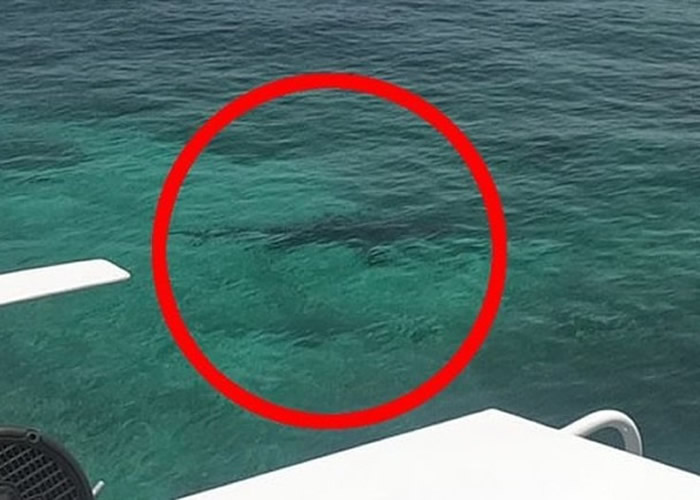 有同船游客拍到咬人鲨鱼的踪影。