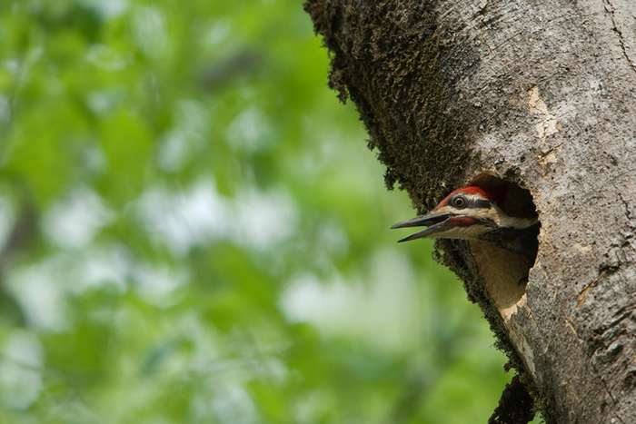 至少有20个物种会将北美黑啄木(pileated woodpecker)的鸟巢做为己用,使这种鸟成为牠们生态系统里的基石种。 PHOTOGRAPH BY JOE