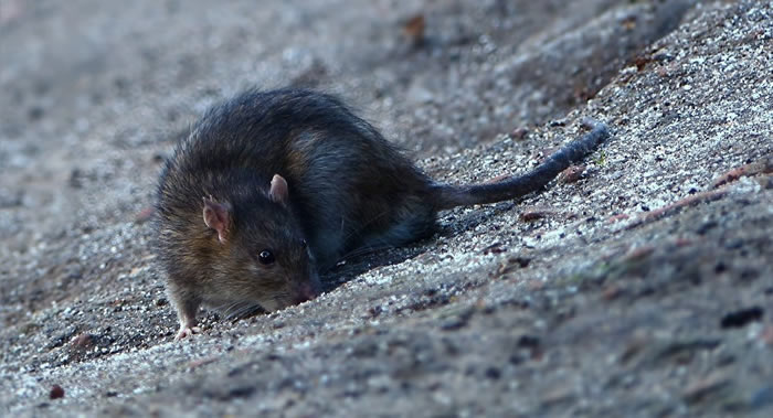 ǽʷϵһΡղ顱 µ20ֻ