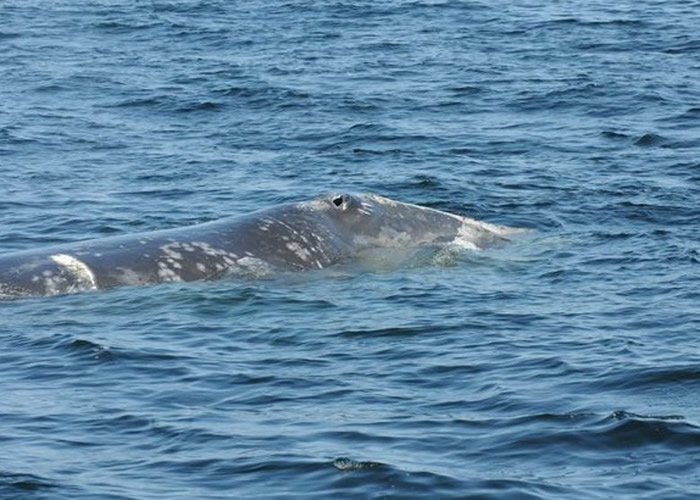 ôʥ˹巢6ͷΣ¶ ⴬ײ