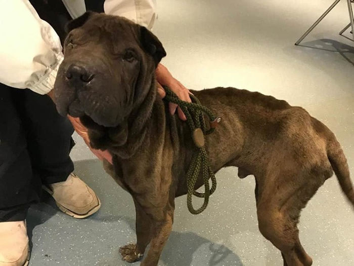 С��������ʱ�Ѿ��ݹ���ᾣ����ؼ�ȥ��һ�롣