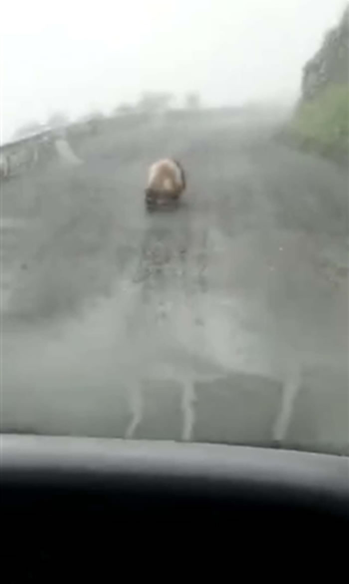 ���Ĵ����˼н�ɽ·��ż�����ܵ�Ұ������è