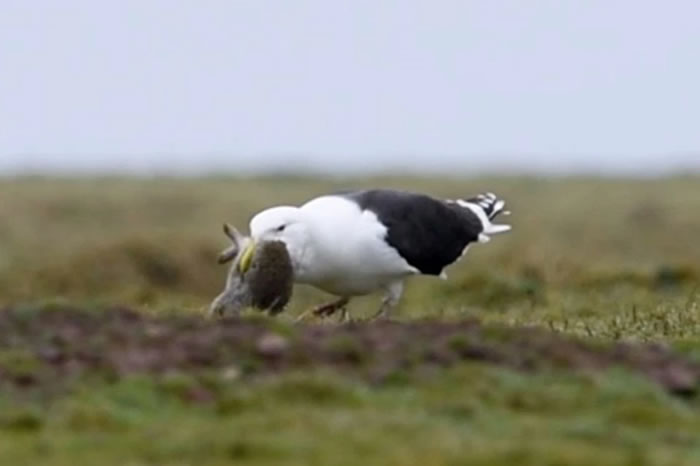 Ӣ��С��������ŸץסС���ӽ���������Ե�