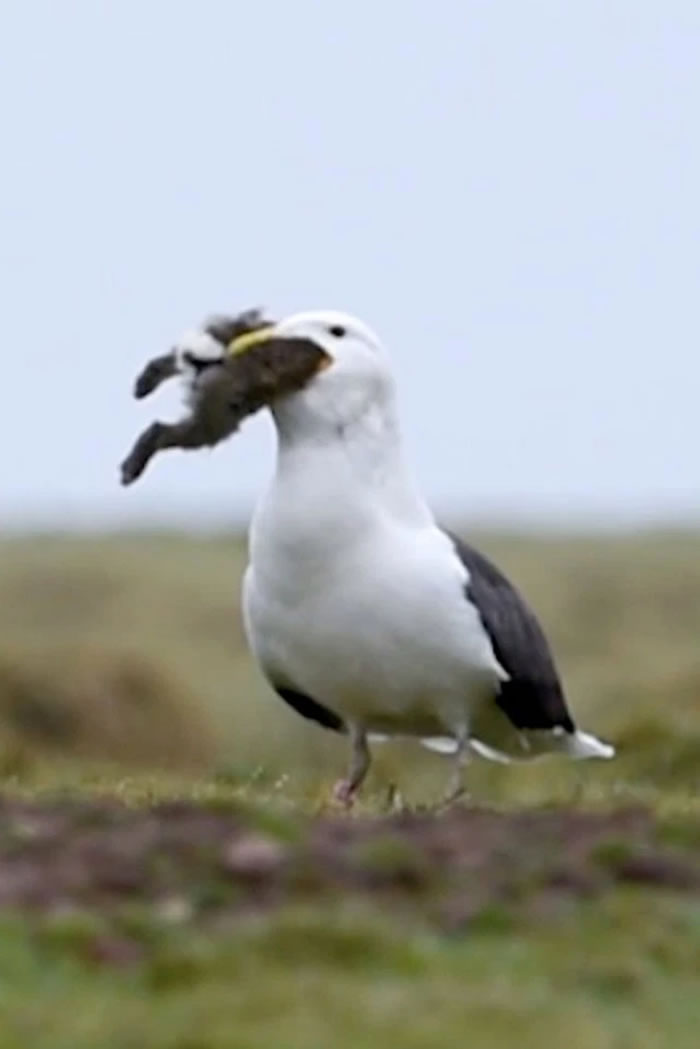 Ӣ��С��������ŸץסС���ӽ���������Ե�