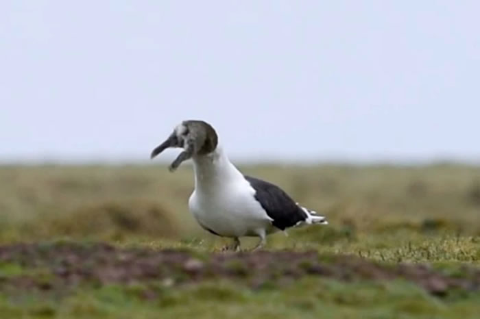 Ӣ��С��������ŸץסС���ӽ���������Ե�