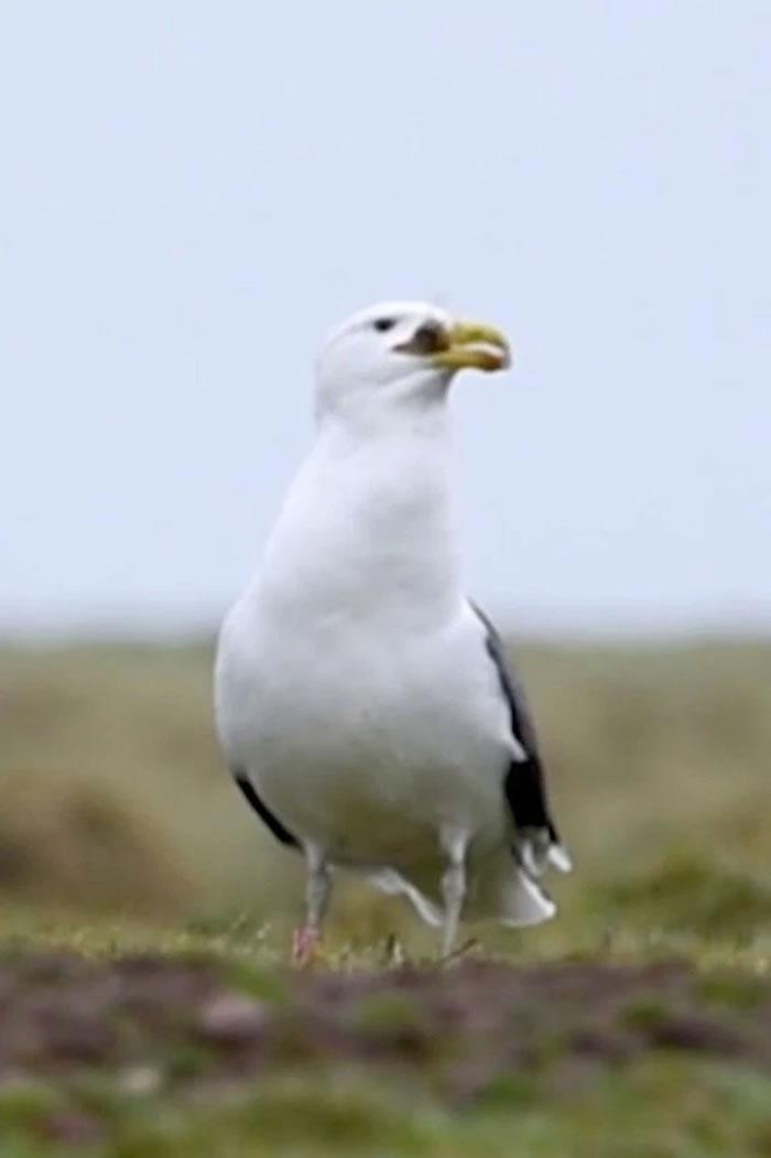 Ӣ��С��������ŸץסС���ӽ���������Ե�