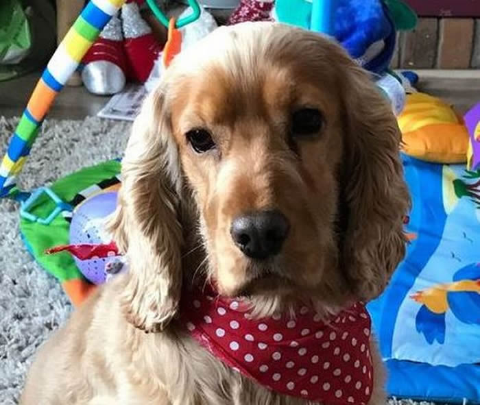 ������һֻ��쵱�Ź����˵���ɱ�����Ĺ�