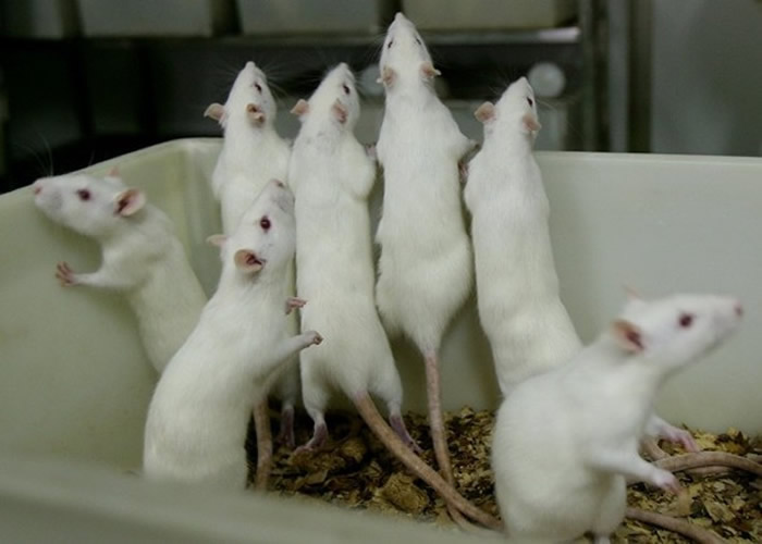 团队成功清除老鼠DNA内的HIV病毒。