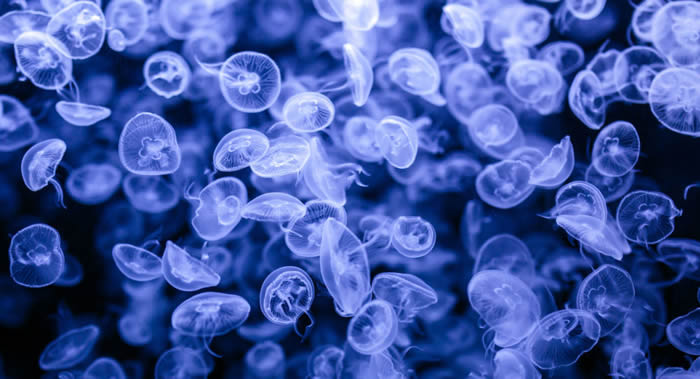 数以千万计的危险水母正沿着以色列海岸由南向北移动