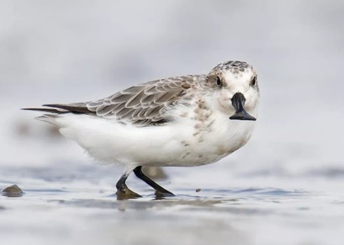 有大量珍稀鸟类在该区域栖息。