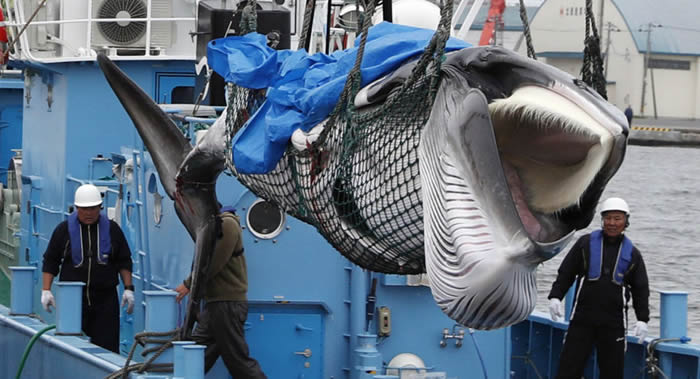 日本的陷阱:恢复商业捕鲸将如何影响国家形象?